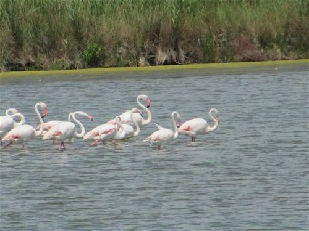 Camping Marina di Venezia
