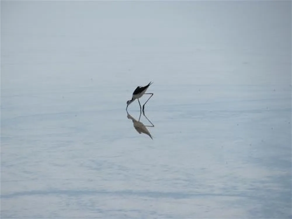 Camping Marina di Venezia