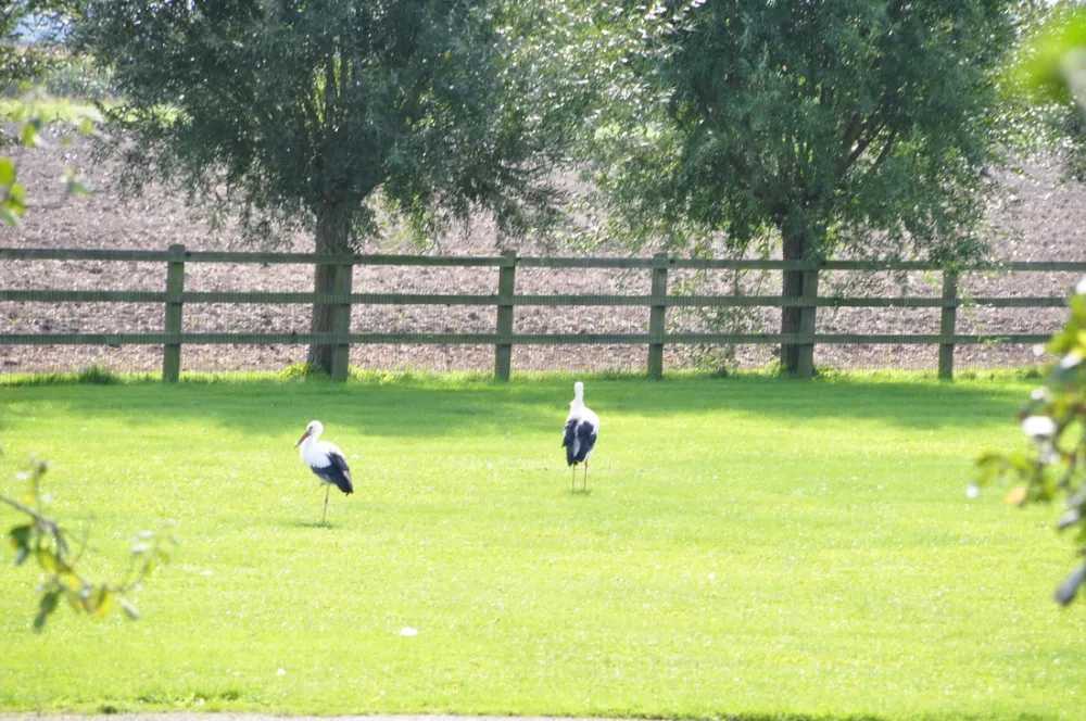 Zeeland Camping International