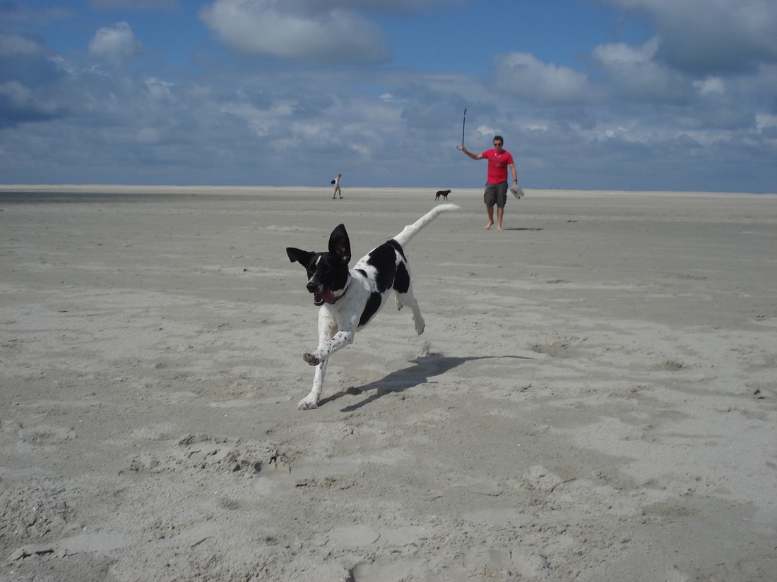 Camping Roosdunen in Niederlande - Spottocamp - Spottocamp