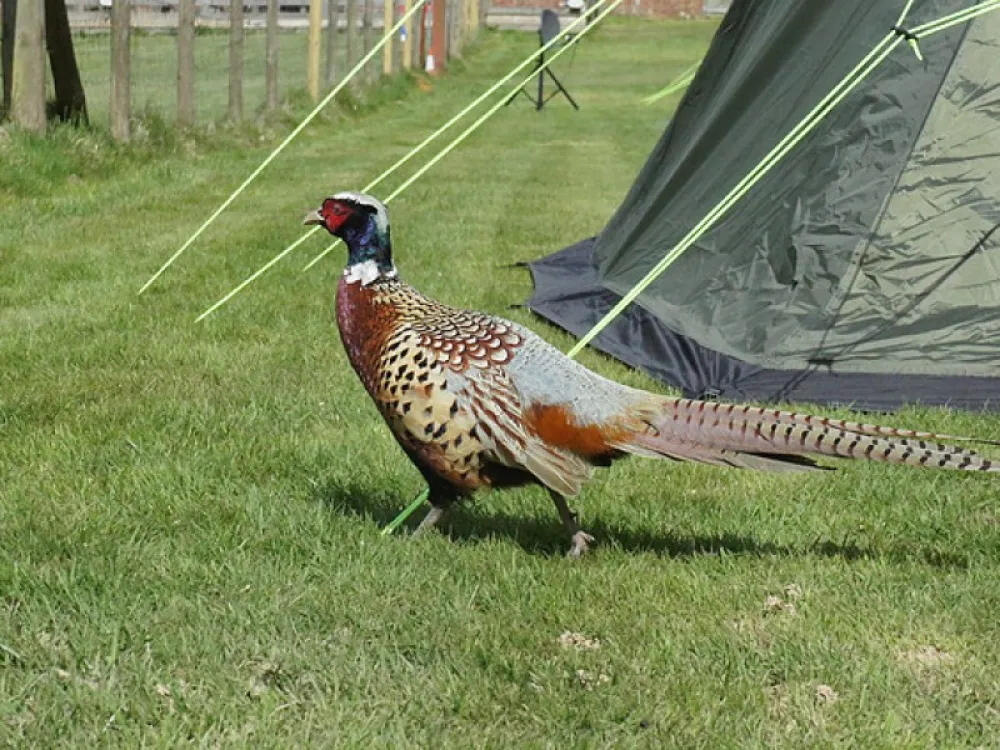 Cedar Gables Campsite