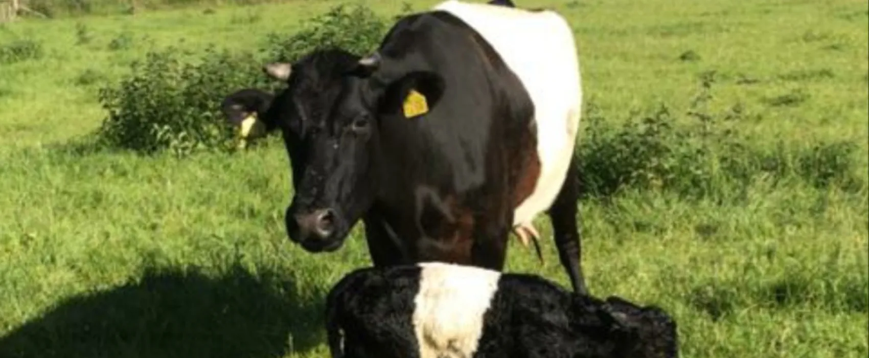 Plattelands Camping Markveldseveld