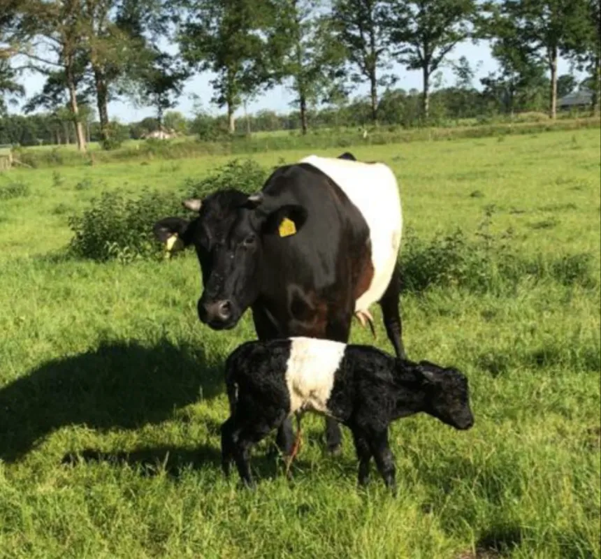 Plattelands Camping Markveldseveld