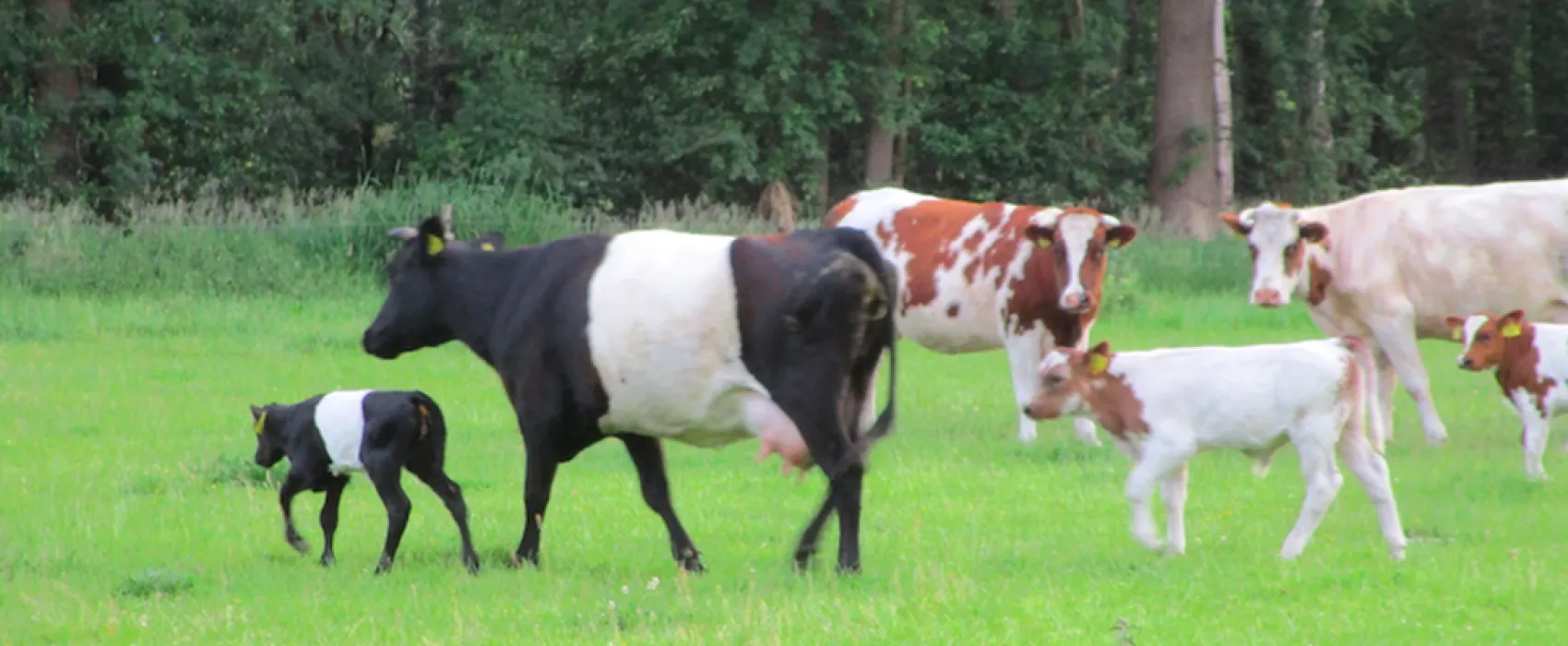 Plattelands Camping Markveldseveld