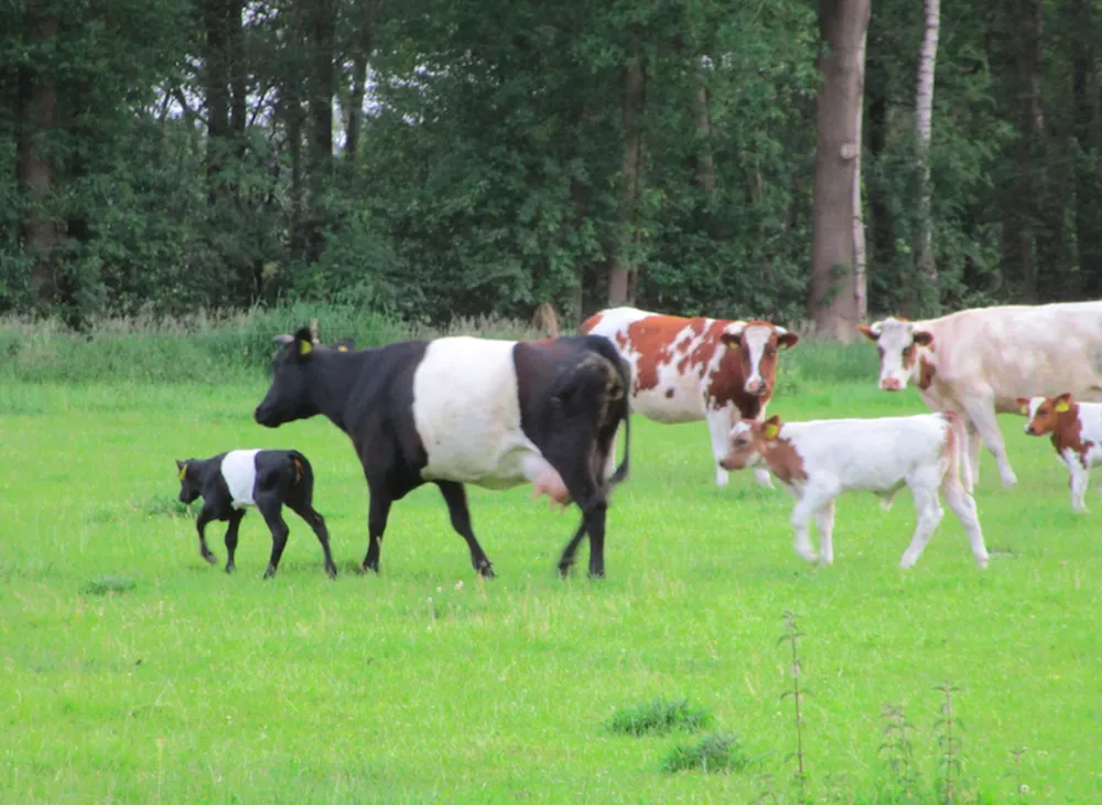 Plattelands Camping Markveldseveld