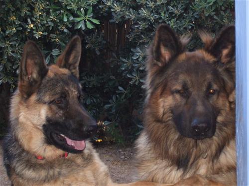 Camping Les Muriers photo 2
