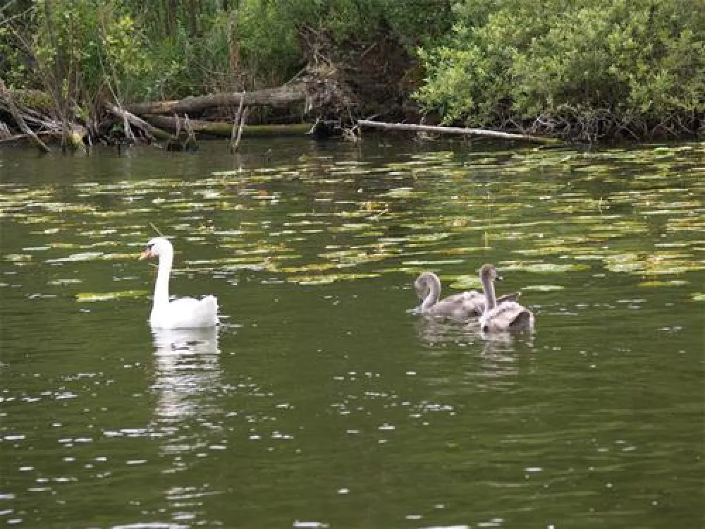 Camping- und Wohnmobilpark Naturcamping Malchow