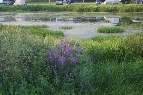 Camping Municipal Sous Le Moulin photo 2