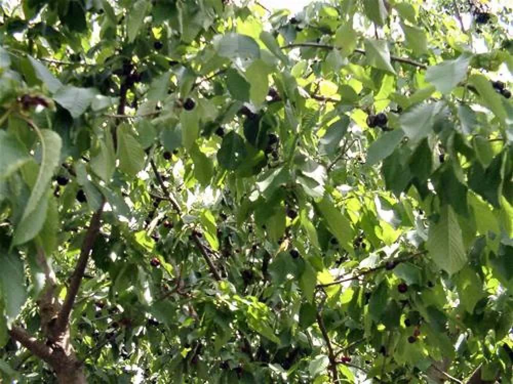 Komfort-Camping Panoramablick