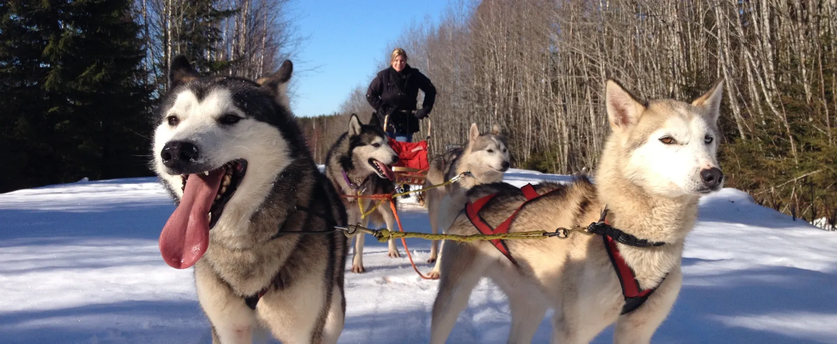 Hammarstrands Camping