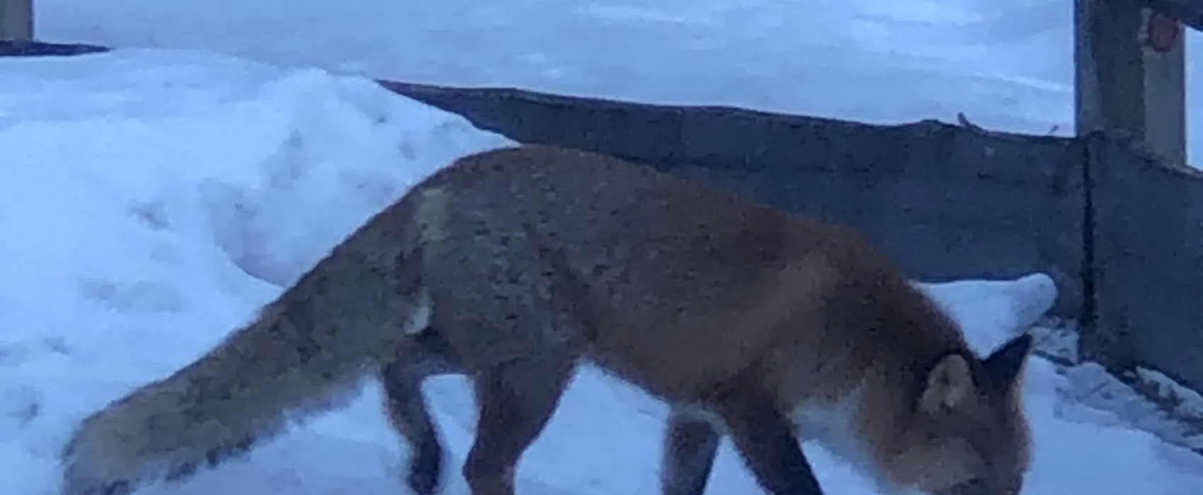 Hammarstrands Camping