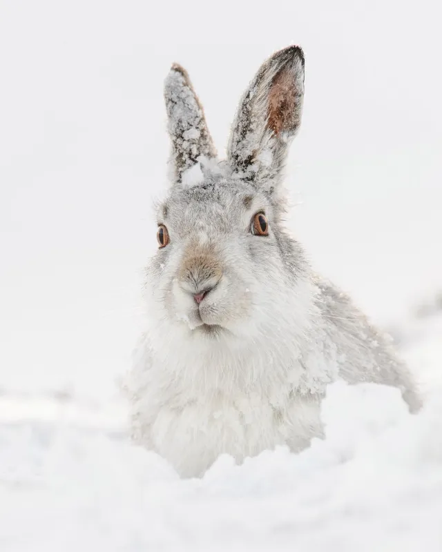 Hammarstrands Camping