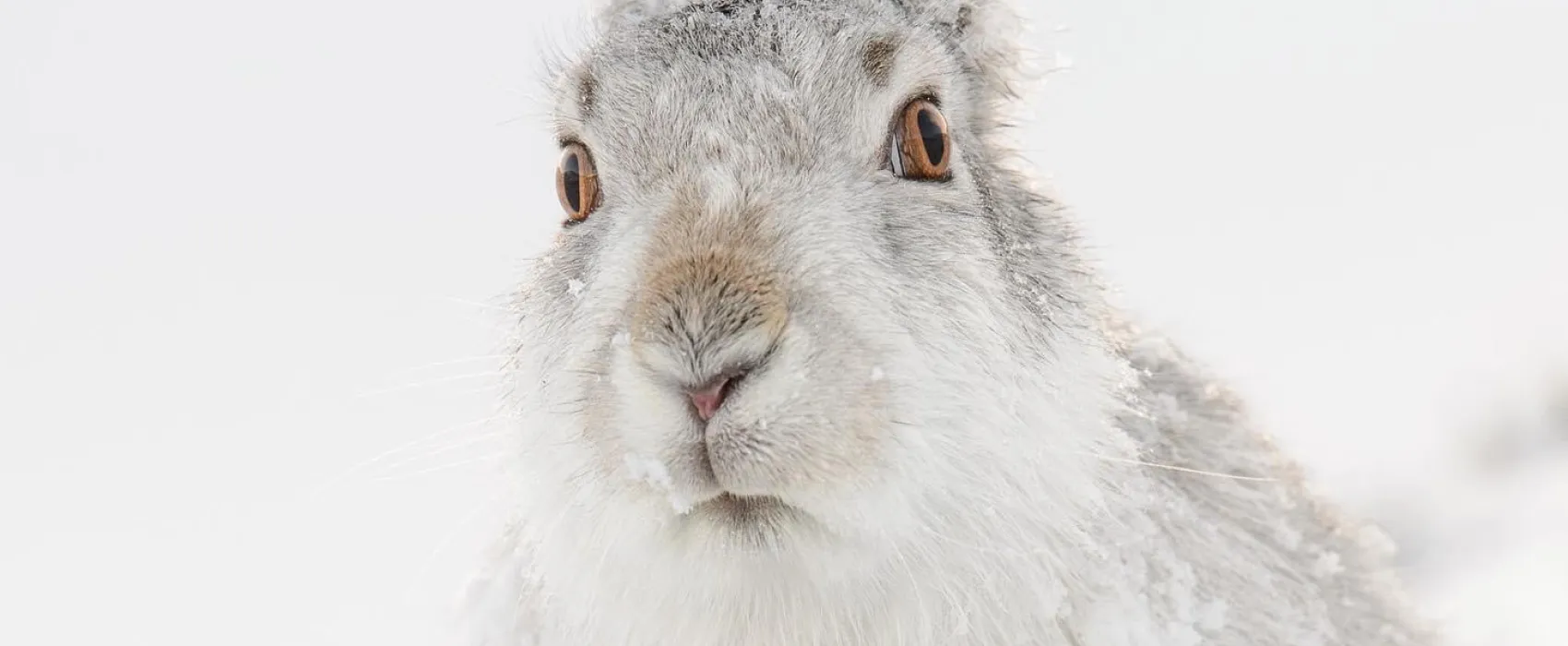 Hammarstrands Camping