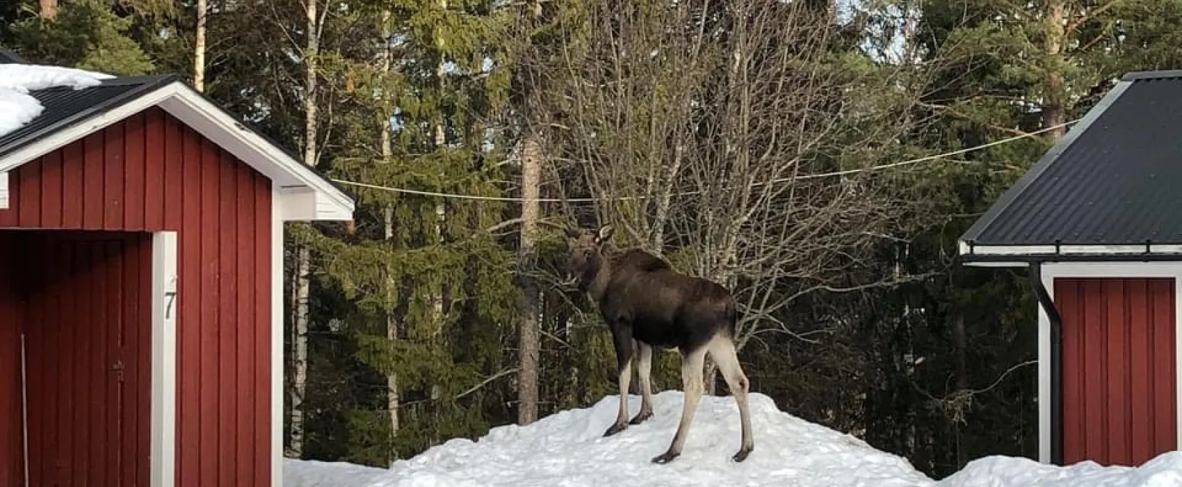 Hammarstrands Camping