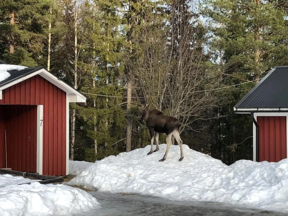 Hammarstrands Camping