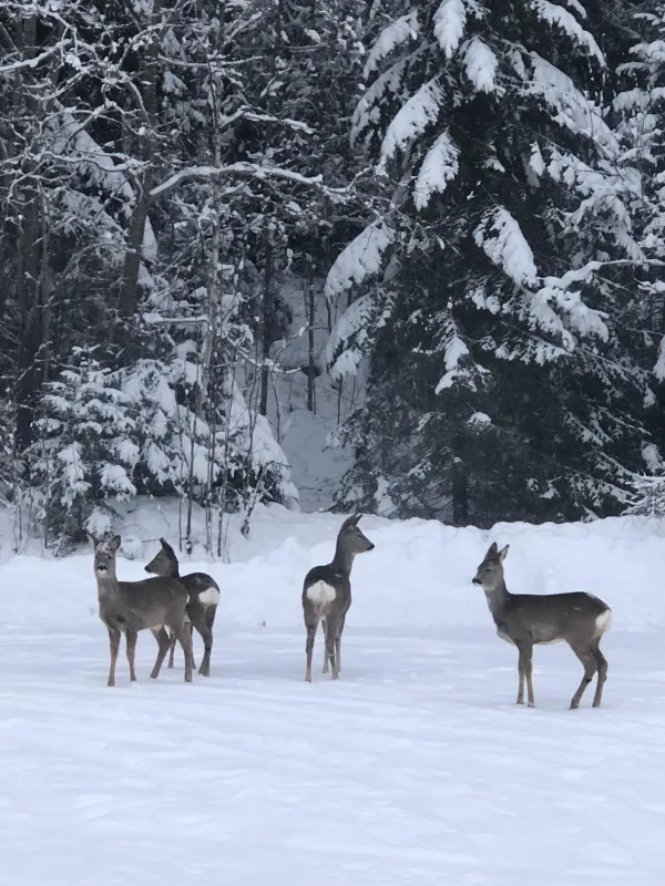 Hammarstrands Camping