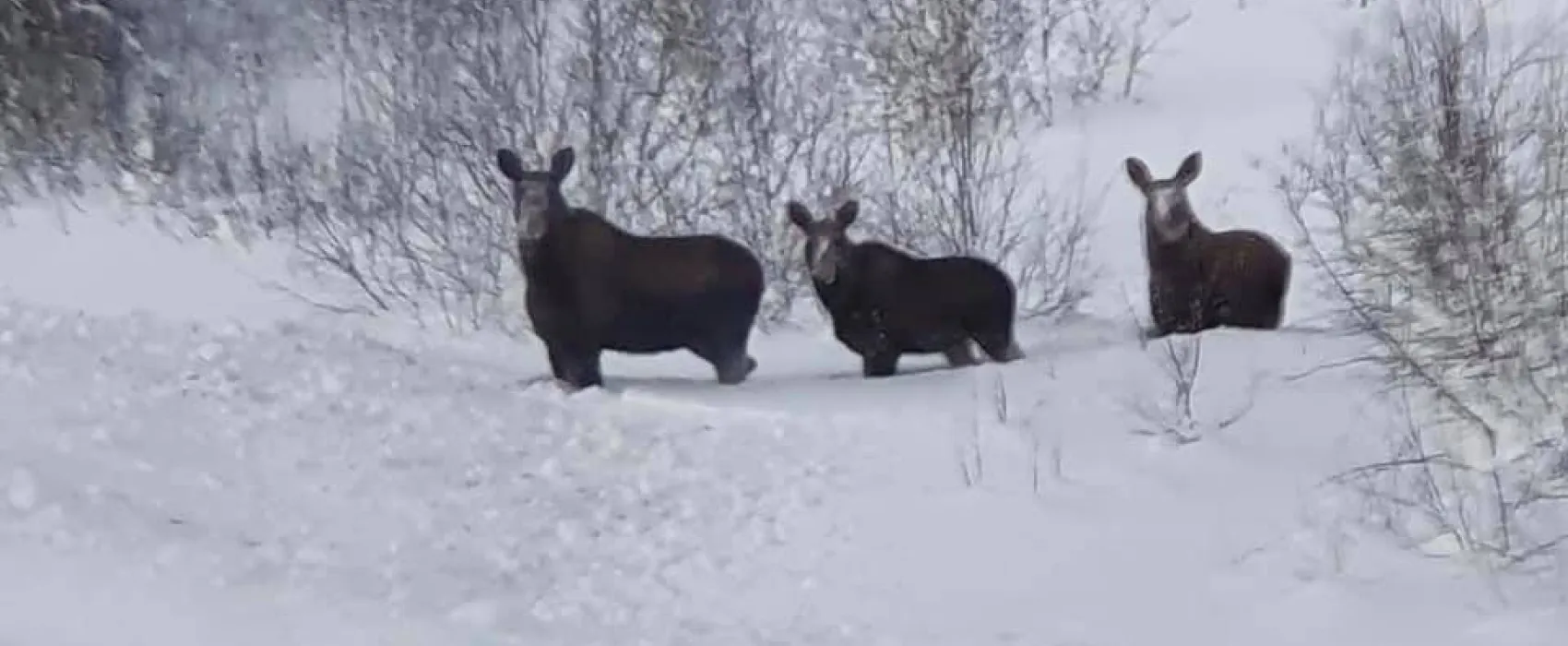 Hammarstrands Camping