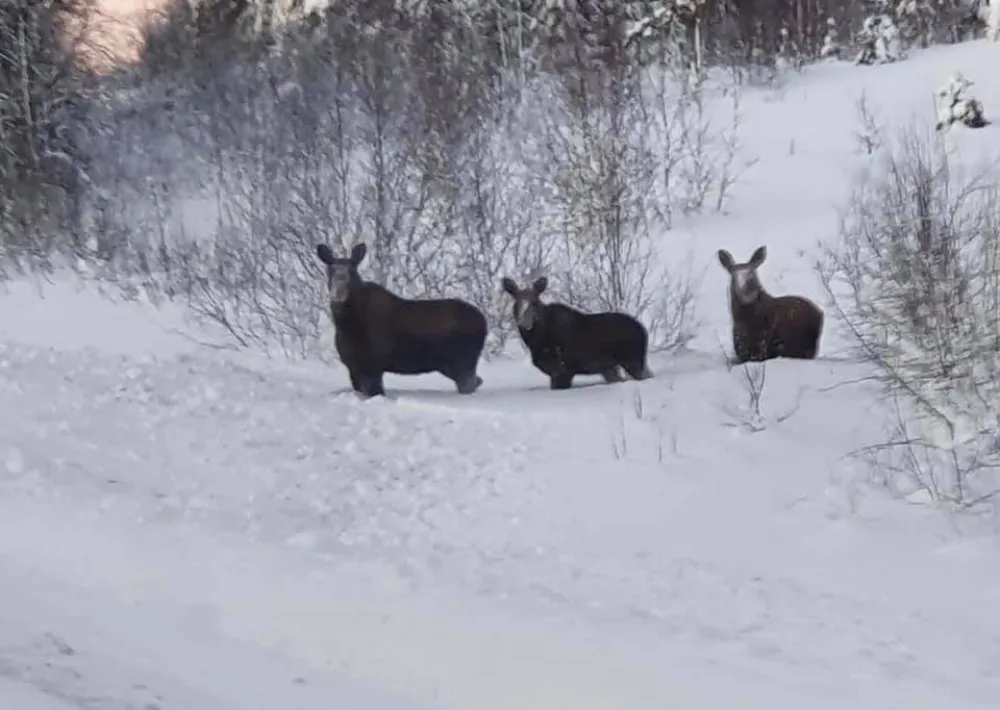 Hammarstrands Camping