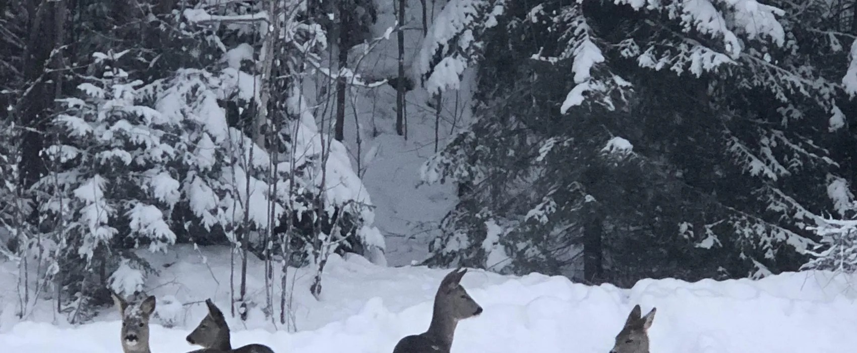 Hammarstrands Camping