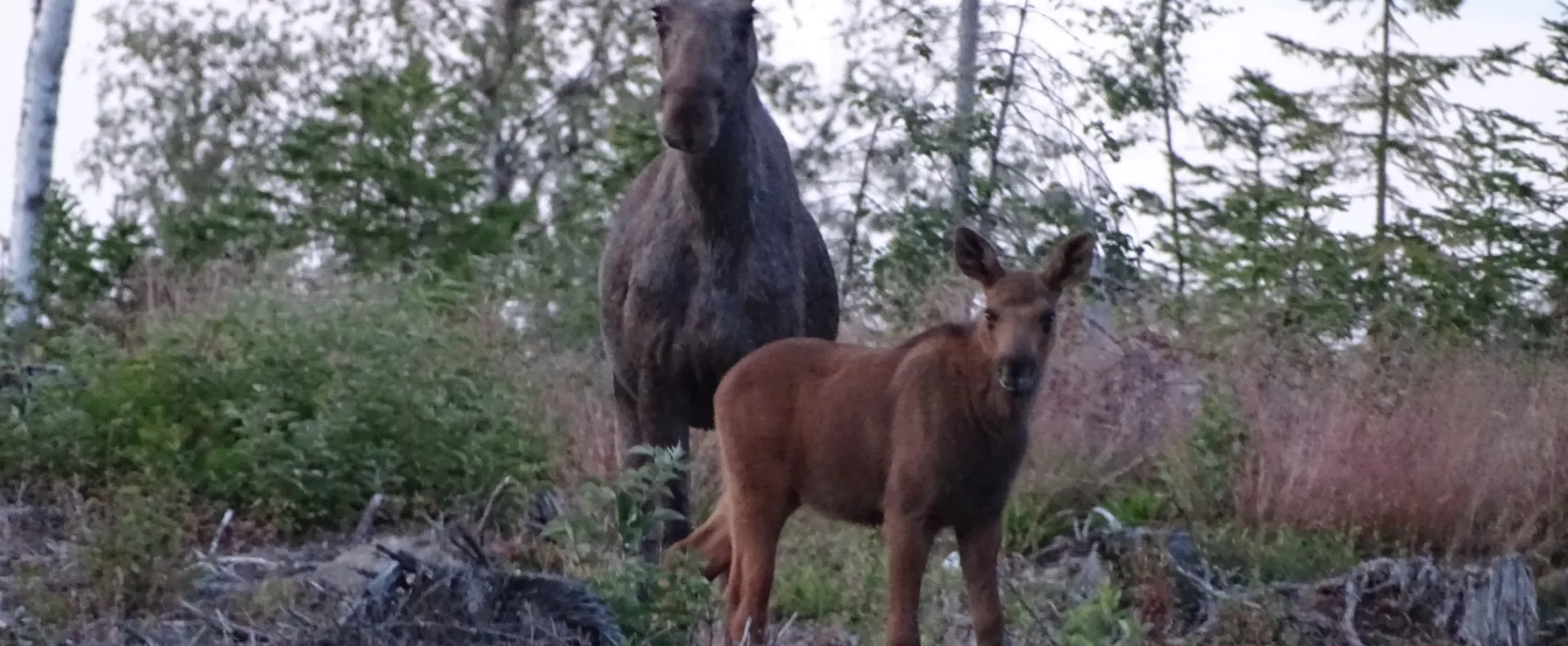 Hammarstrands Camping