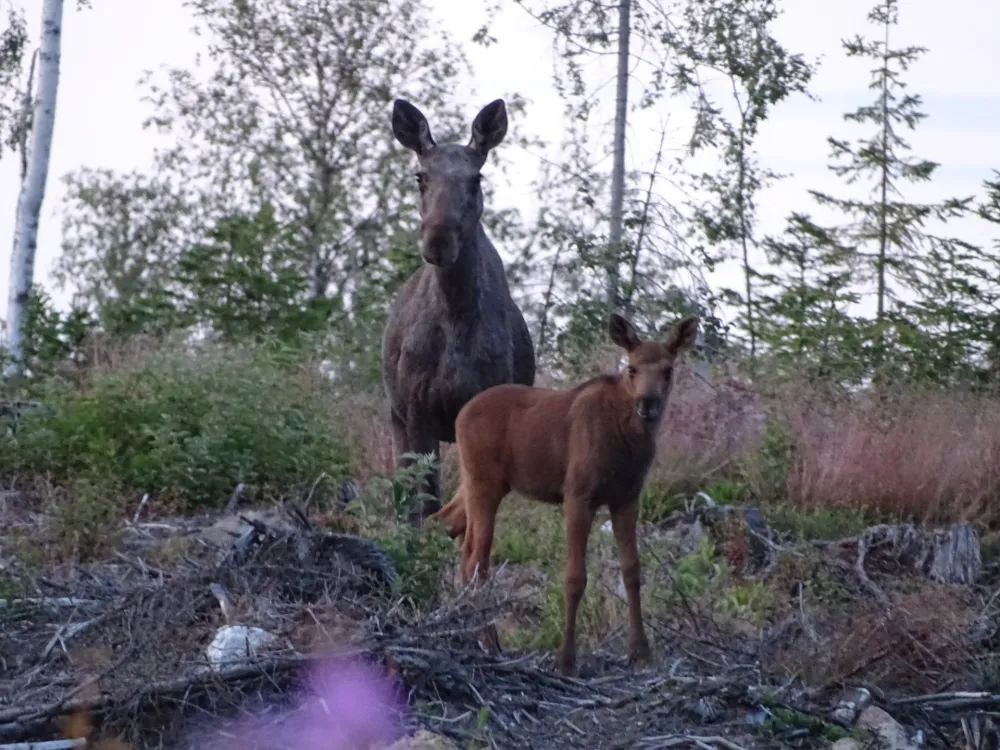 Hammarstrands Camping