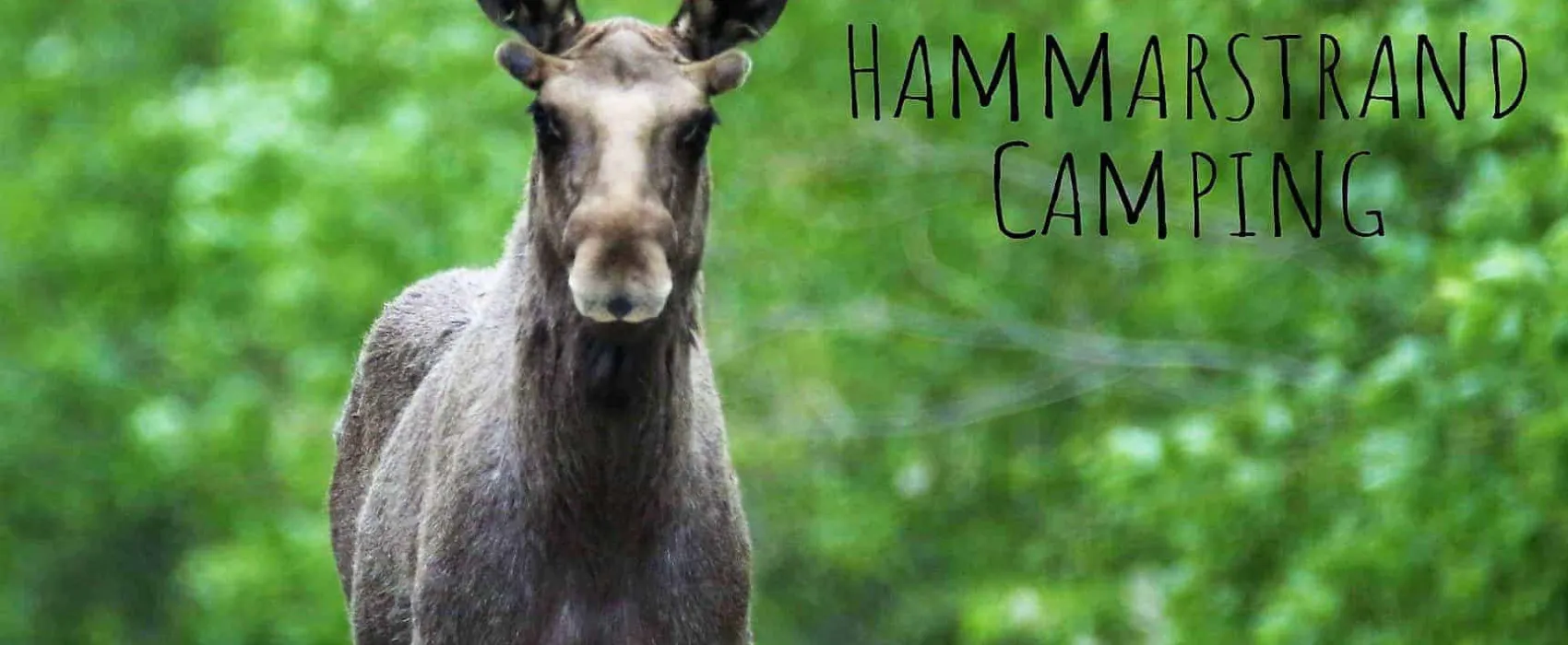 Hammarstrands Camping