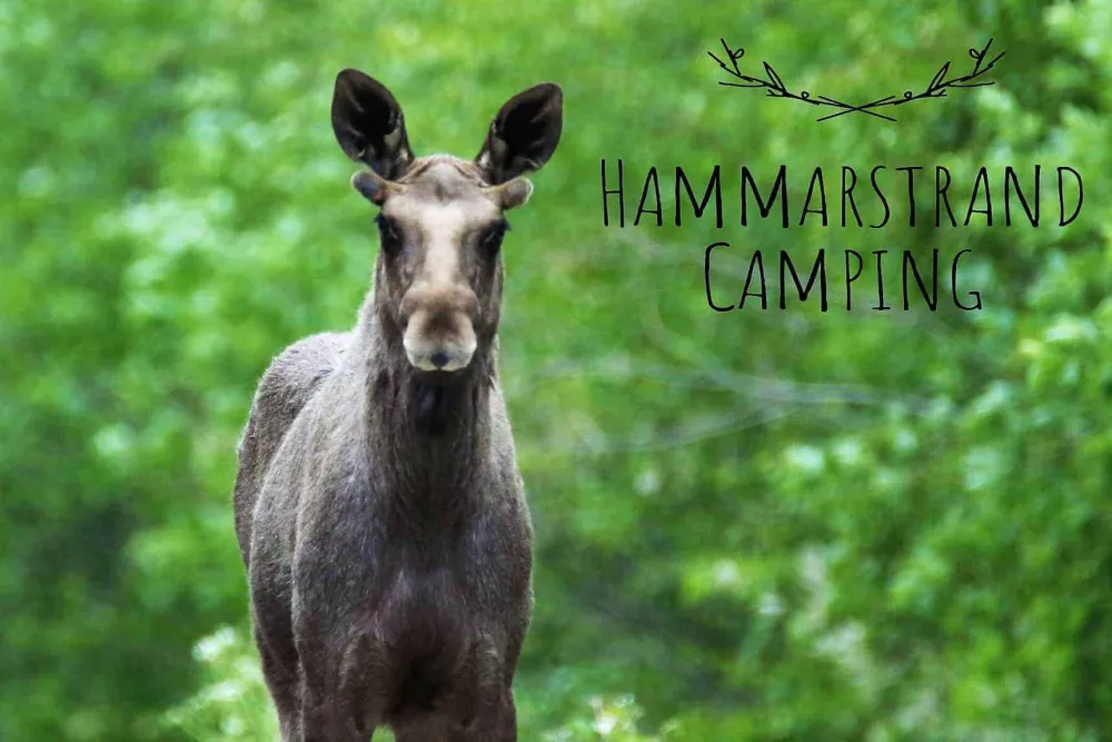Hammarstrands Camping