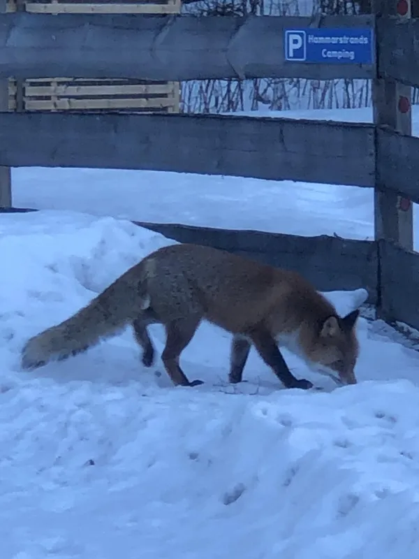 Hammarstrands Camping