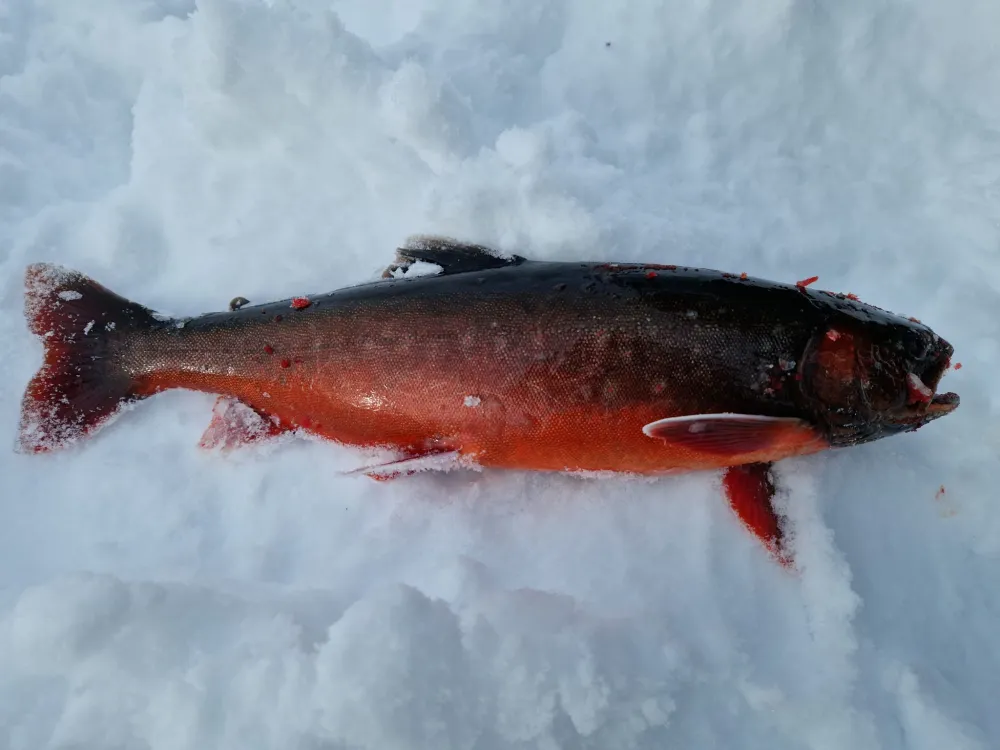 Hammarstrands Camping