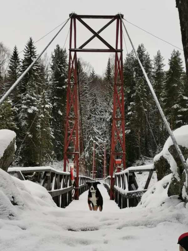 Hammarstrands Camping