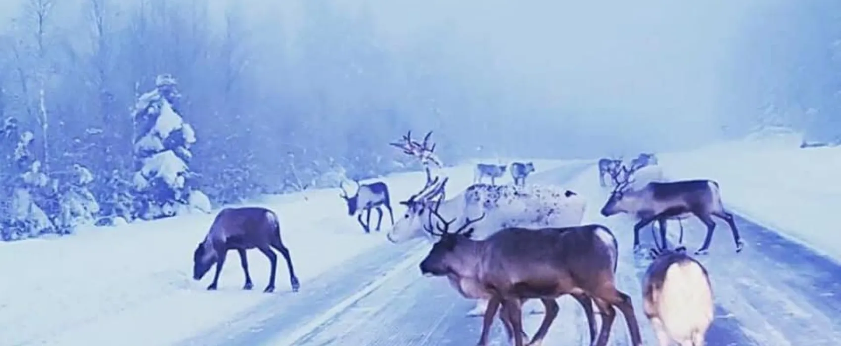 Hammarstrands Camping