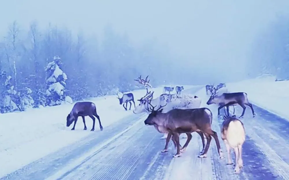 Hammarstrands Camping