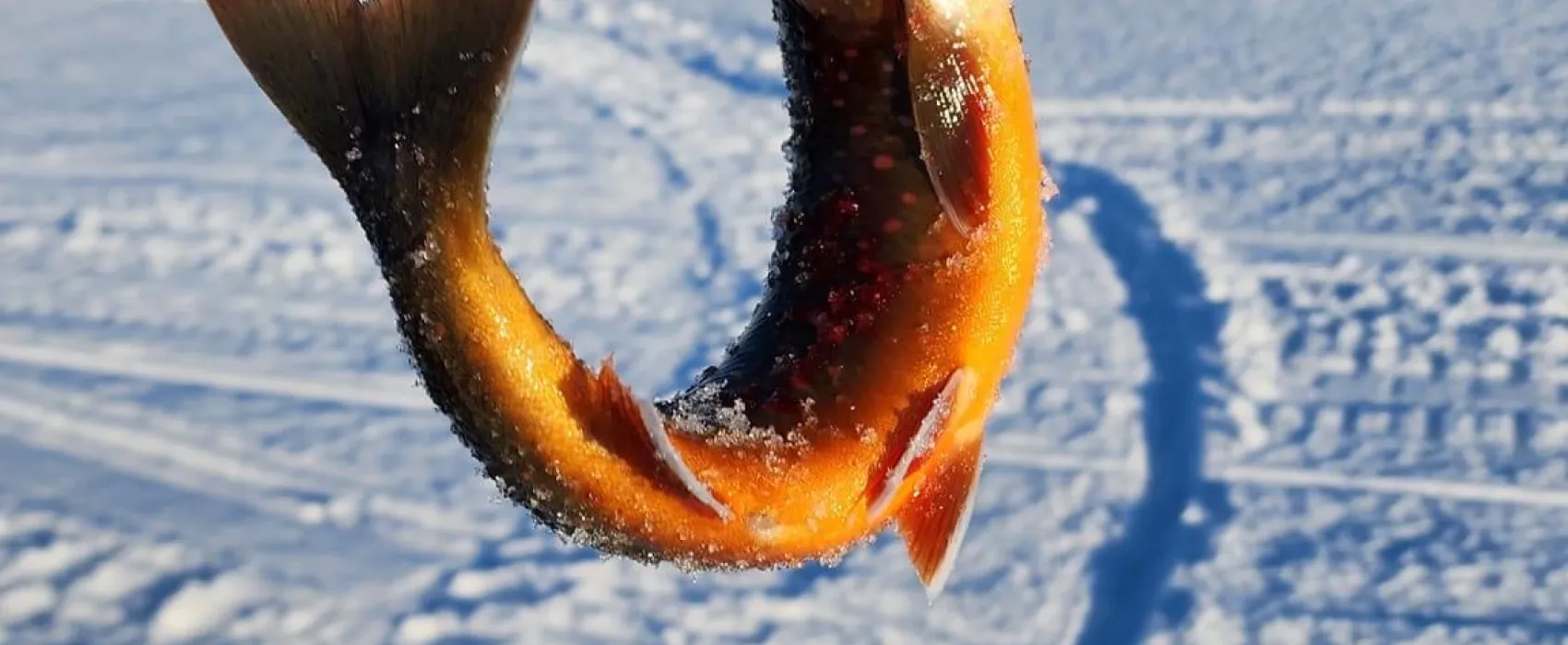 Hammarstrands Camping