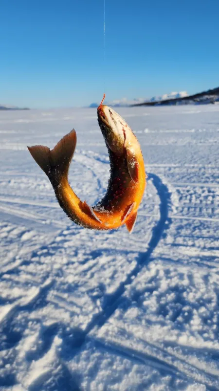 Hammarstrands Camping