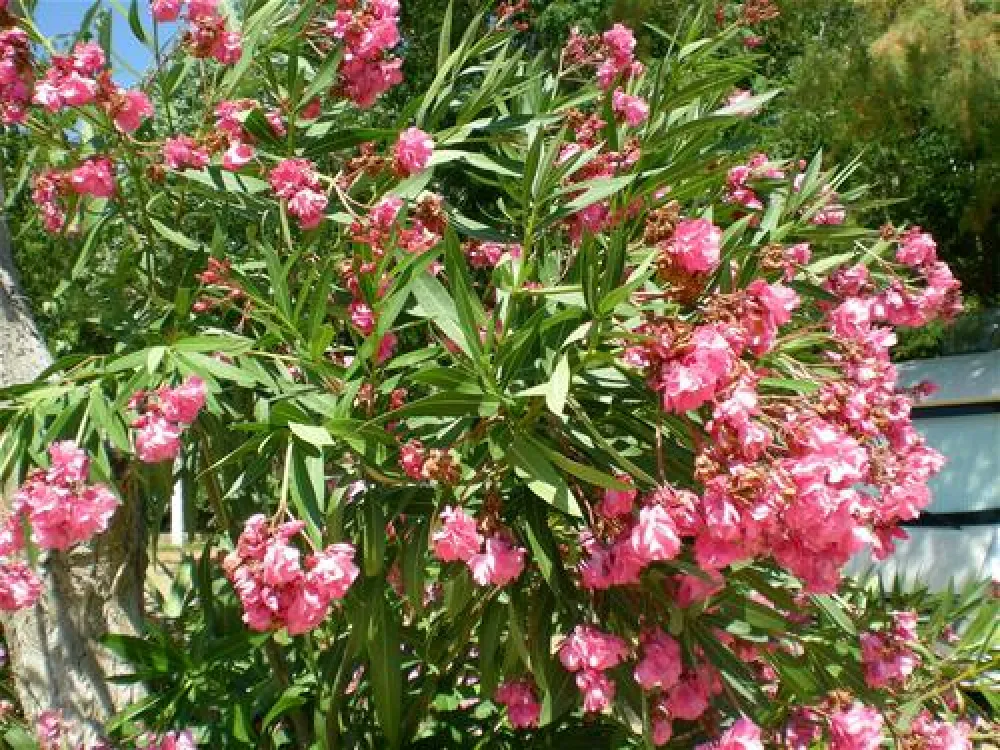 Campsite Ionion Beach
