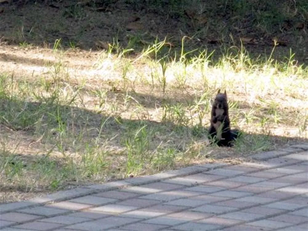 Campeggio Scarpiland