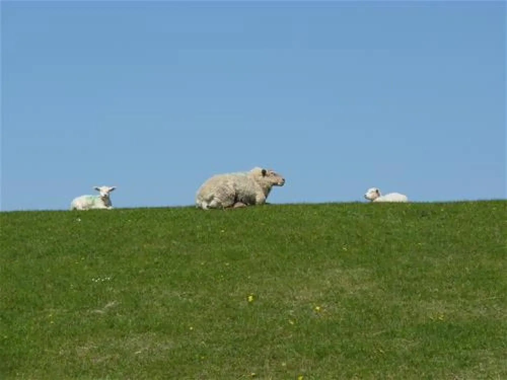 NordseeCamping zum Seehund
