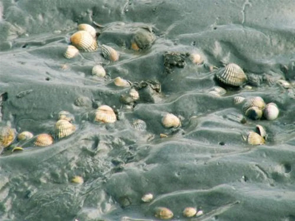 NordseeCamping zum Seehund