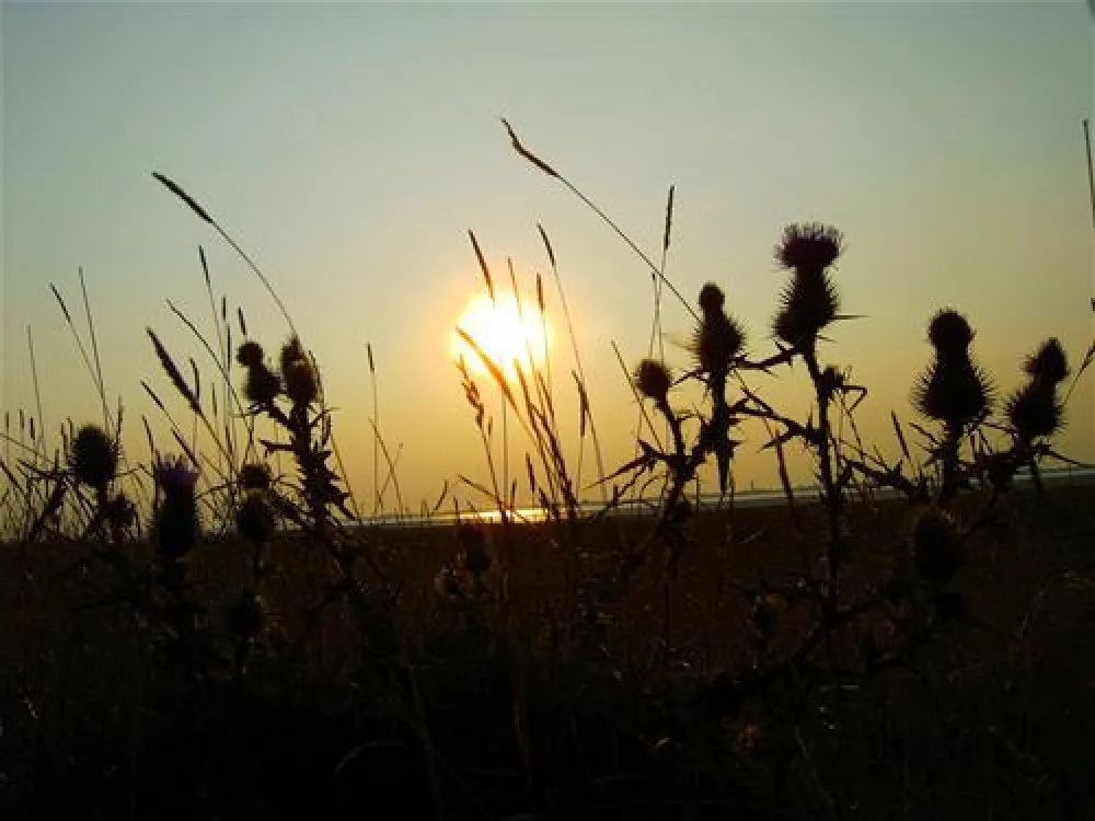 NordseeCamping zum Seehund