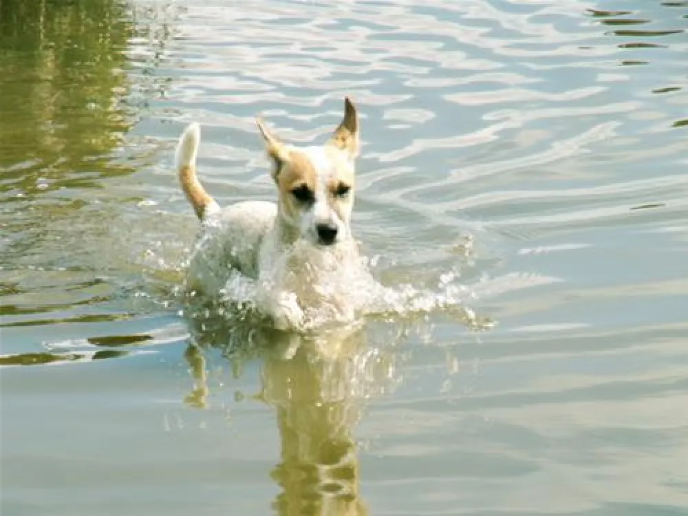 NordseeCamping zum Seehund