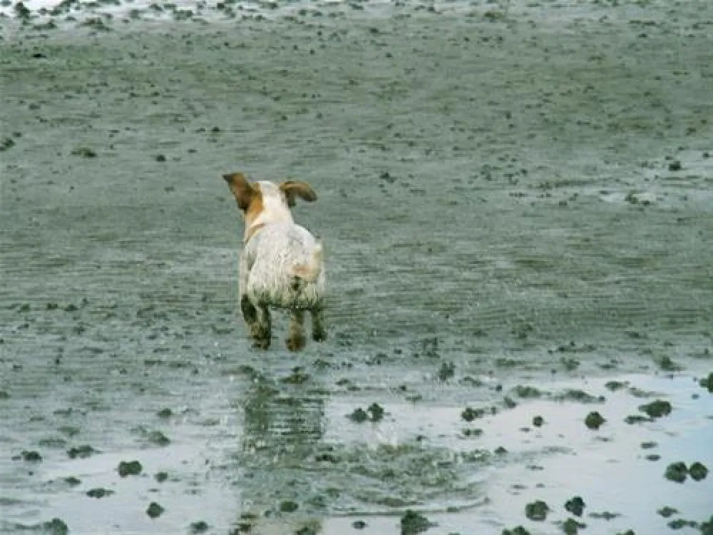 NordseeCamping zum Seehund