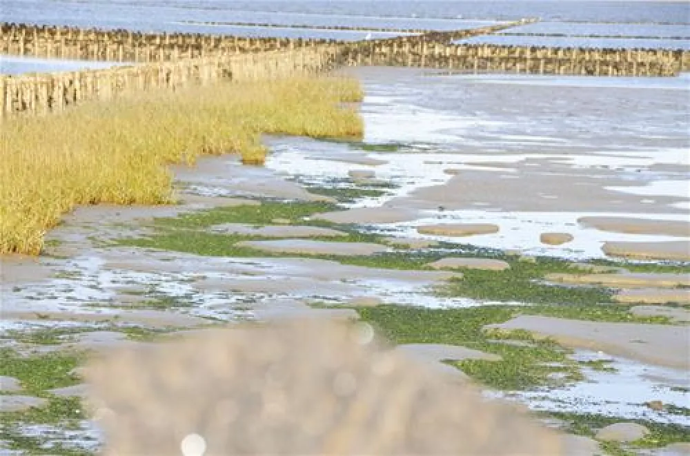 NordseeCamping zum Seehund