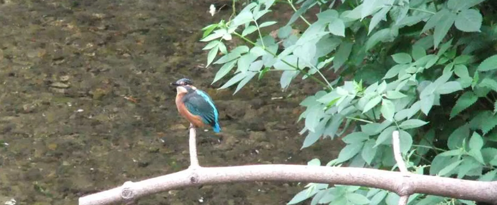 Overbrook Caravan Park