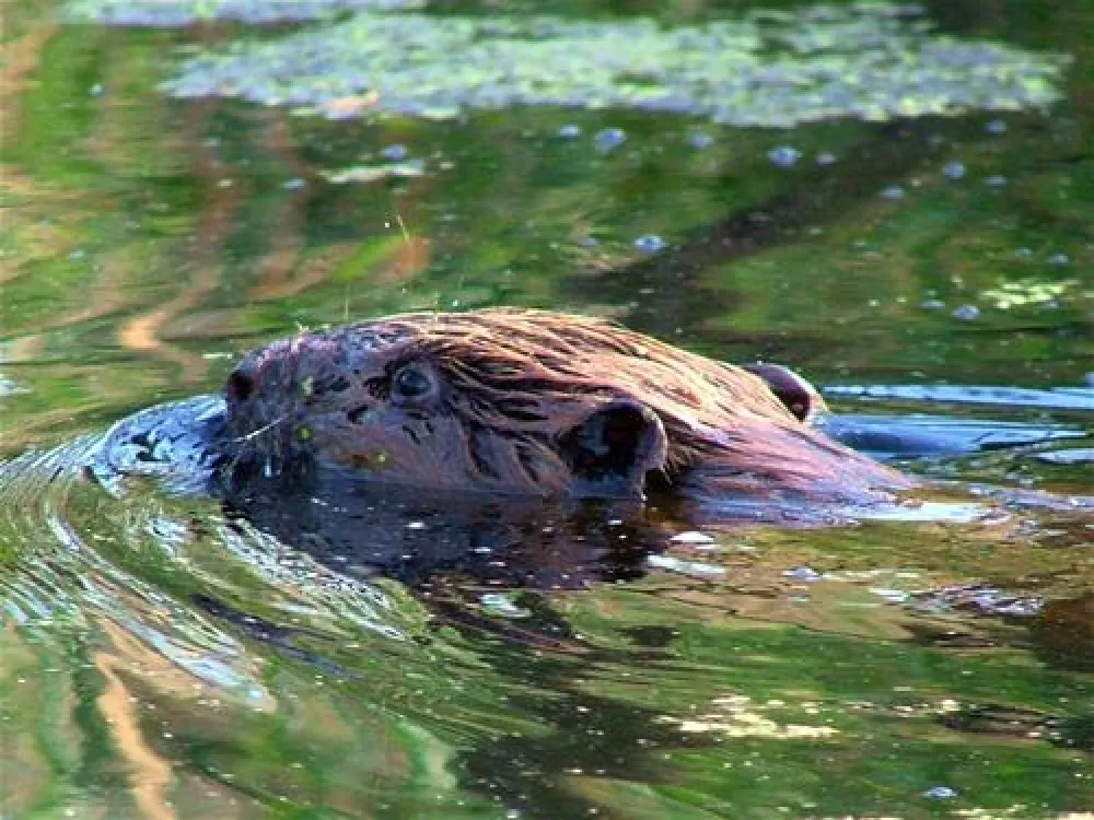 Campingplatz Sternberger Seenland