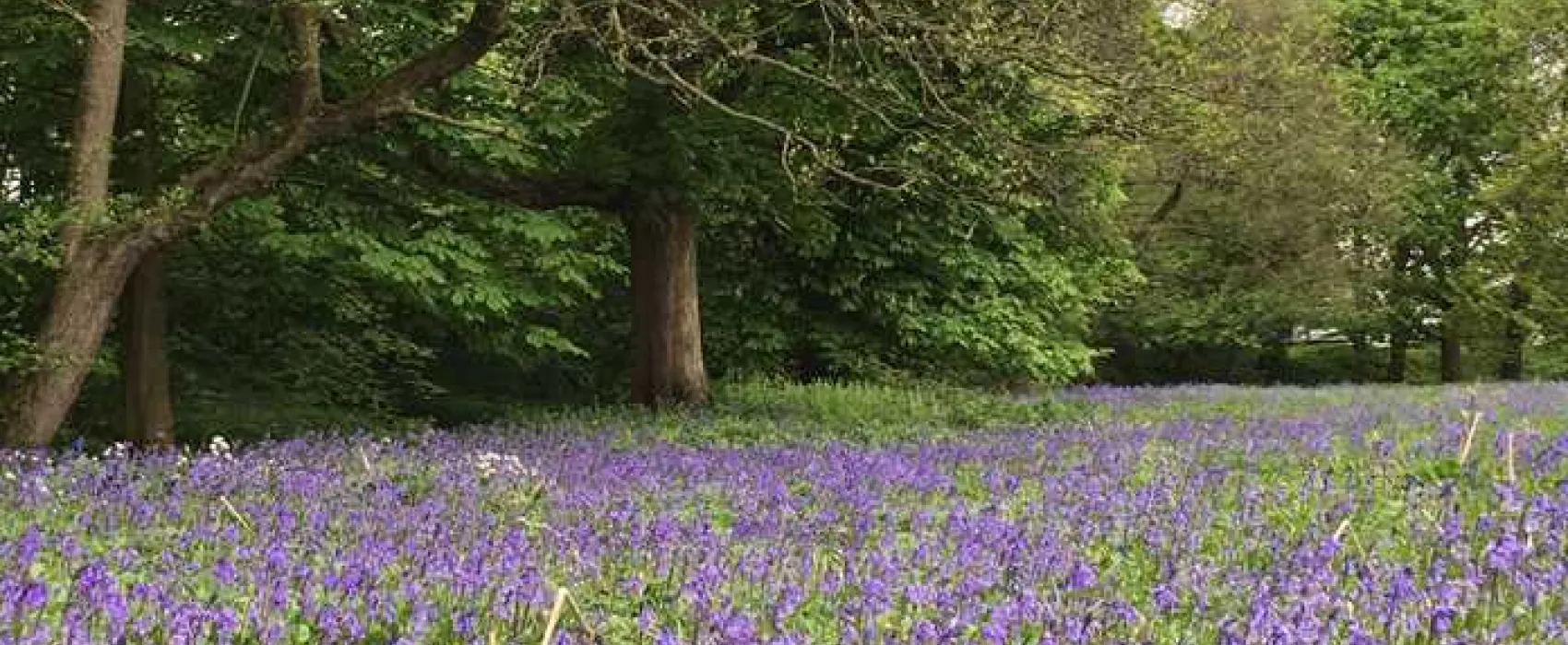 Sleningford Watermill Caravan and Camping Park