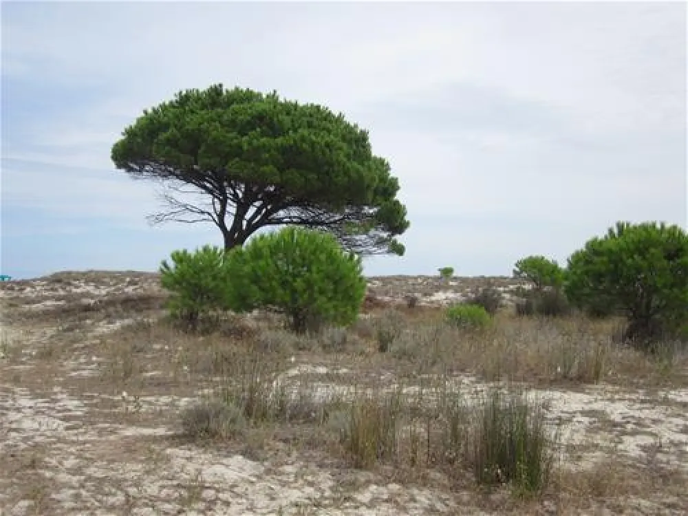 Camping Pedra - Cupa