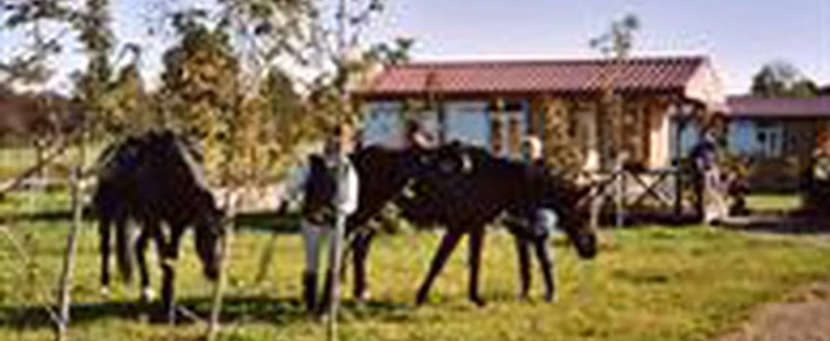 Auberge Du Petit Cheval Blanc