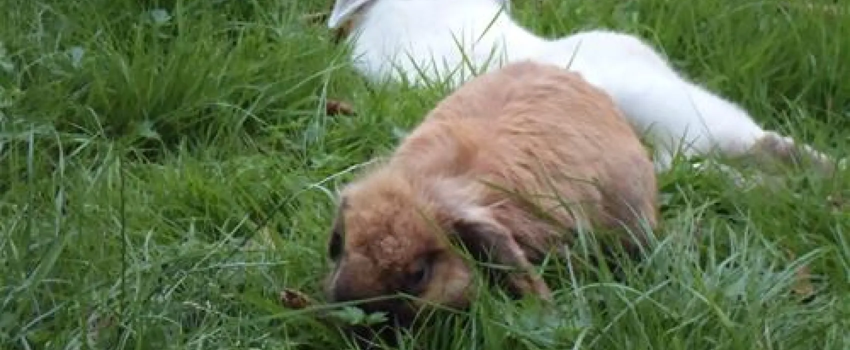 Budget Camping Utrecht