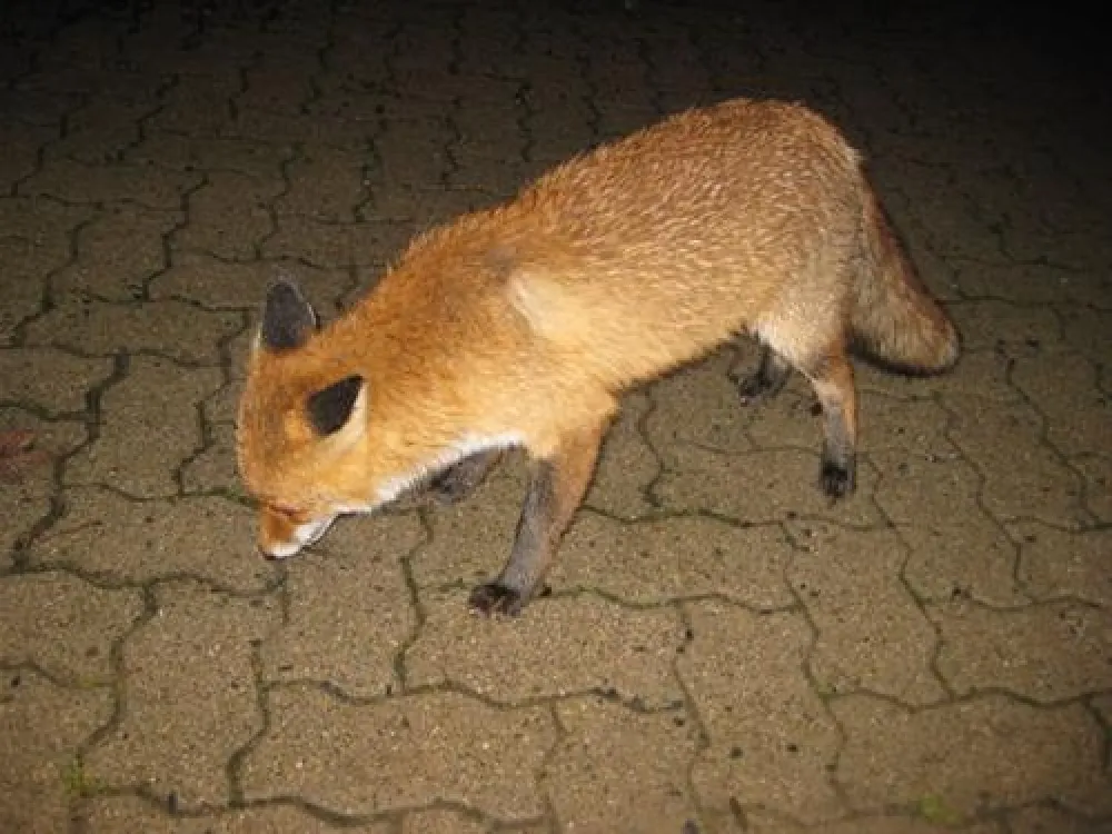 Campingplatz Braunlage
