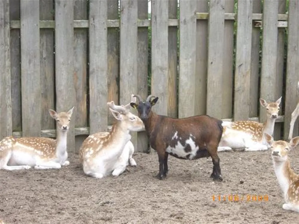 Camping De Krabbeplaat